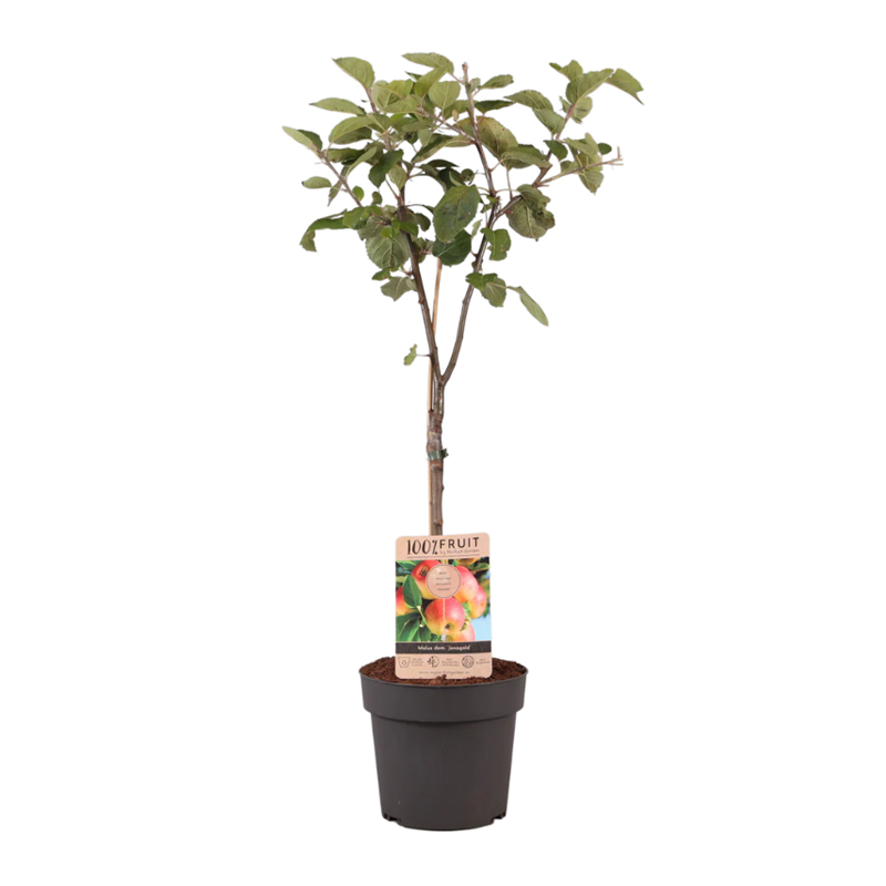 Fruitboom 95 cm - Afbeelding 3